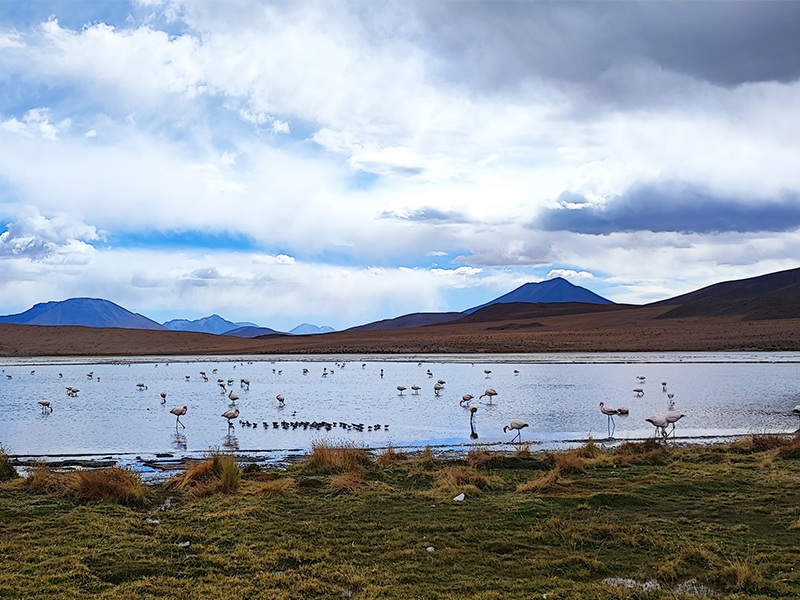 Боливия озеро с фламинго